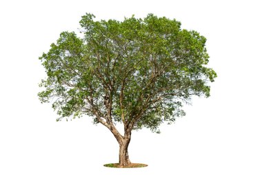 Beyaz zemin üzerinde izole edilmiş ağaç reklamcılık ve mimari tasarım için kullanılan tropikal ağaçtır.