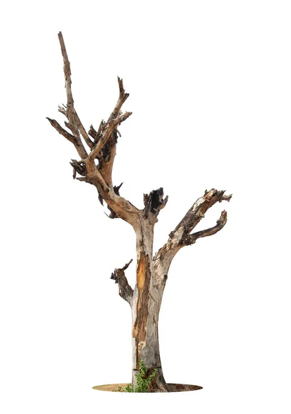 Beyaz Arkaplanda Izole Edilmiş Tek Bir Yaşlı Ölü Ağaç — Stok fotoğraf