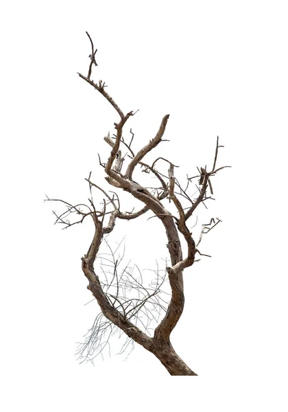 Suchá Větev Mrtvého Stromu Popraskanou Tmavou Kůrou Krásná Suchá Větev — Stock fotografie