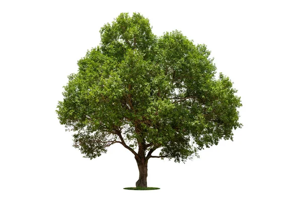 Isolerat Träd Vit Bakgrund Isolerat Tropiskt Träd Som Används För — Stockfoto
