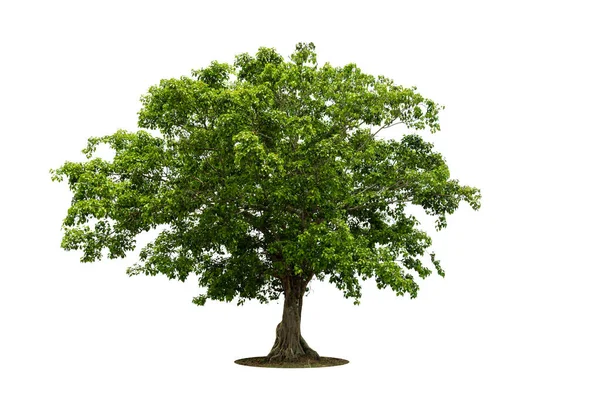 Ізольоване Дерево Білому Тлі Ізольоване Тропічне Дерево Використовується Реклами Дизайну Стокове Фото