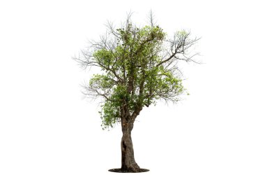 isolated tree on white background isolated tropical tree used for advertising and architecture design