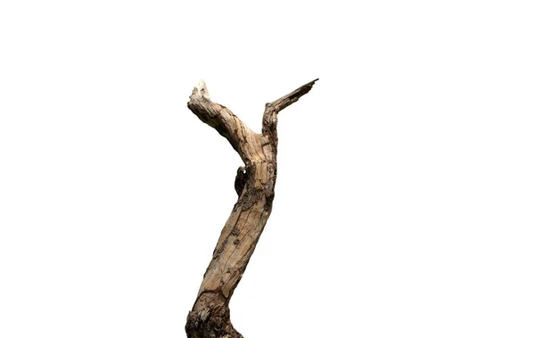 Sucha Gałąź Martwego Drzewa Pękniętą Ciemną Korą Piękna Sucha Gałąź — Zdjęcie stockowe