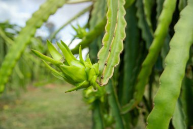 Ejderha meyvesi ve meyve tohumu çiftlikte yağmurlu bir günde yetişir. Ejderha meyvesi hala küçük ve yeşil görünür..