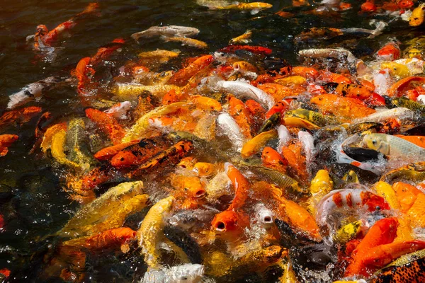 Багато Барвистих Риб Кой Ставку Червоно Білий Кой Жовтий Кой — стокове фото