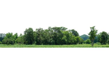 Beyaz, tropikal ağaçlarda izole edilmiş ağaç grubu tasarım, reklam ve mimari için kullanılıyor..