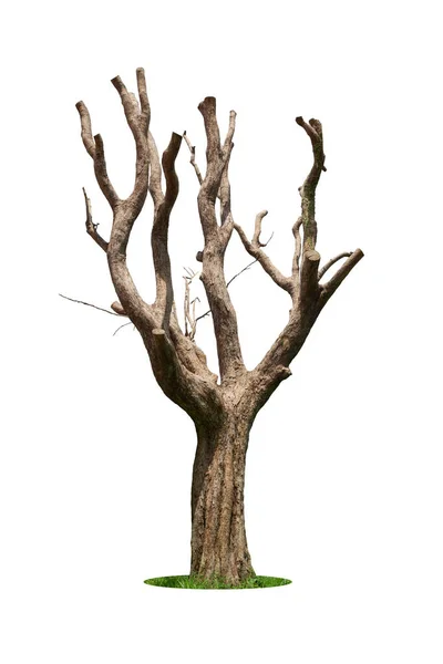 Árvore Morta Com Caminho Recorte Isolado Fundo Branco — Fotografia de Stock