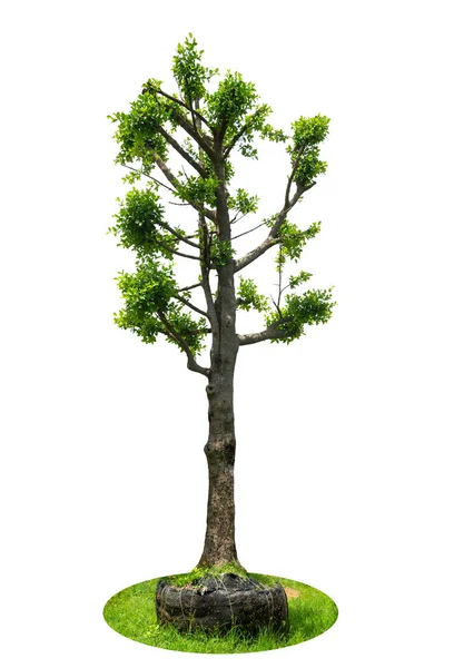 Baumsetzlinge Großbaumpflanzungen Stadtpark Oder Wohnhaus Reife Baumsetzlinge Zum Pflanzen Große — Stockfoto