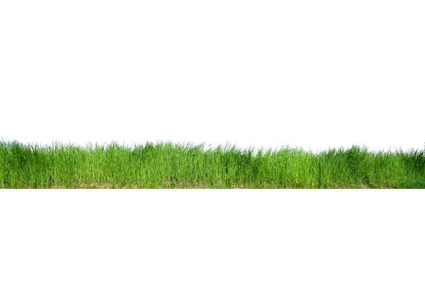 Beyaz Arka Planda Yeşil Çimenler Beyaz Arka Planda Izole Edilmiş — Stok fotoğraf