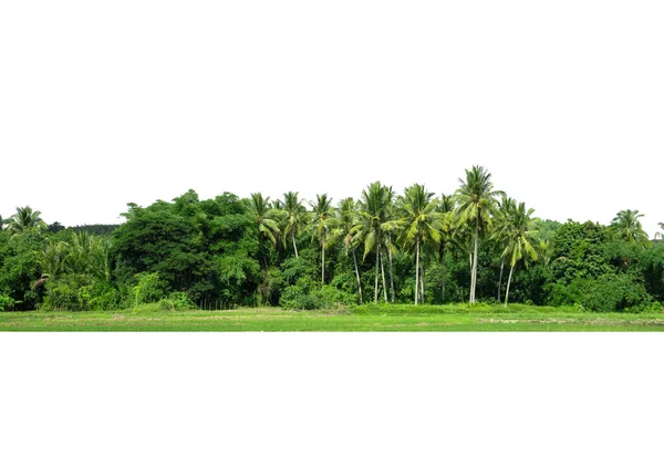 Baumgruppe Isoliert Auf Weißen Tropischen Bäumen Isoliert Für Design Werbung — Stockfoto