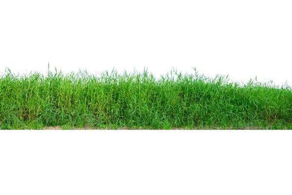 Vereinzeltes Grünes Gras Auf Weißem Hintergrund Grüne Grasgrenze Isoliert Auf — Stockfoto