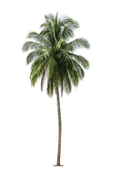 Palmeira Coco Com Folhas Verdes Isoladas Sobre Fundo Branco — Fotografia de Stock