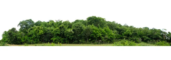 Yüksek Çözünürlüklü Ağaç Hattının Panorama Görünümü Beyaz Arkaplanda Izole — Stok fotoğraf