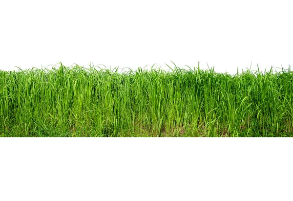Imperata Cylindrica Beauv Grönt Gräs Naturen Isolera Vit Bakgrund — Stockfoto
