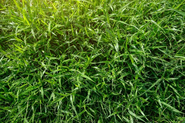 Вид Сверху Зеленую Траву Текстура Зеленой Травы — стоковое фото
