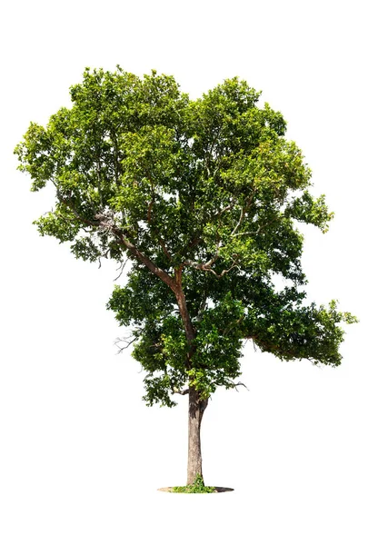 Odizolowane Drzewo Białym Tle Odizolowane Drzewo Tropikalne Wykorzystywane Celów Reklamowych — Zdjęcie stockowe