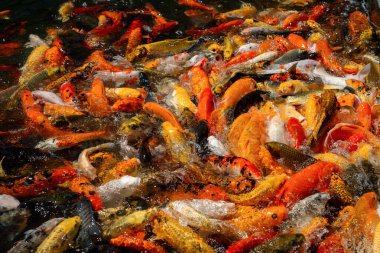 Büyük bir Koi balığı sürüsü bir arada, Koi balığı turuncu ve beyaz gibi güzel renklerde..