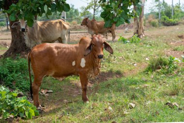 İnek Thai otların arasında duruyor.