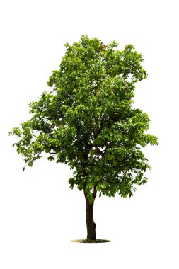 Beyaz zemin üzerinde izole edilmiş yeşil ağaç, beyaz zemin üzerinde izole edilmiş ağaçlar, tasarım, reklam ve mimari için izole edilmiş tropikal ağaçlar..