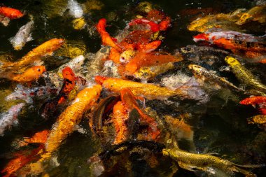 Büyük bir Koi balığı sürüsü bir arada, Koi balığı turuncu ve beyaz gibi güzel renklerde..