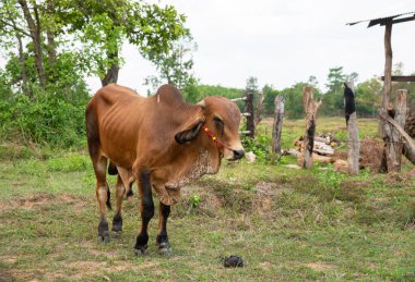 Tarlada duran kahverengi buzağı, tarlada duran sevimli genç inek..