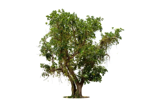 Geïsoleerde Groene Boom Witte Achtergrond Bomen Geïsoleerd Witte Achtergrond Tropische — Stockfoto