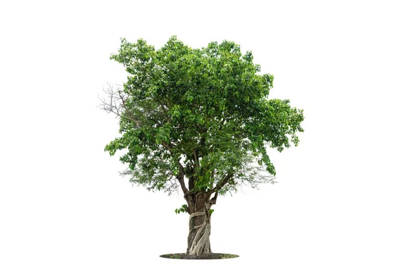 Деревья Изолированы Белом Фоне Тропические Деревья Изолированы Дизайна Рекламы Архитектуры — стоковое фото