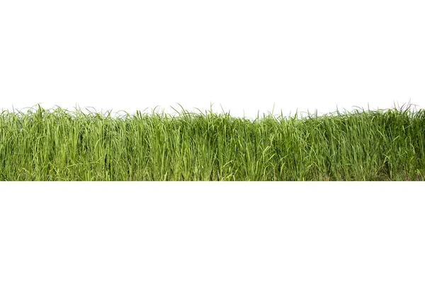 Изолированная Зеленая Трава Белом Фоне — стоковое фото
