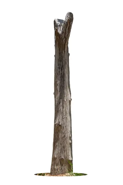 Мертвое Дерево Изолировано Белом Фоне — стоковое фото