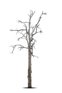 Beyaz arkaplanda izole edilmiş ölü ağaç, kırpma yolu.