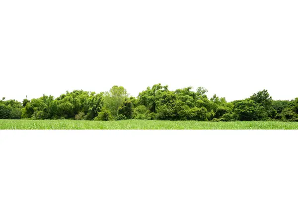 Група Дерев Ізольована Білому Тропічні Дерева Ізольовані Дизайну Реклами Архітектури — стокове фото