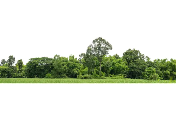 白に隔離された木のグループ デザイン 建築に使用される熱帯の木 — ストック写真