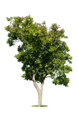 Beyaz zemin üzerinde izole edilmiş yeşil ağaç, beyaz zemin üzerinde izole edilmiş ağaçlar, tasarım, reklam ve mimari için izole edilmiş tropikal ağaçlar..