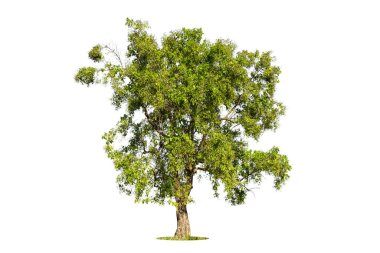 Beyaz zemin üzerinde izole edilmiş yeşil ağaç, beyaz zemin üzerinde izole edilmiş ağaçlar, tasarım, reklam ve mimari için izole edilmiş tropikal ağaçlar..