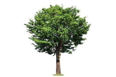 Beyaz zemin üzerinde izole edilmiş ağaç reklamcılık ve mimari tasarım için kullanılan tropikal ağaçtır.