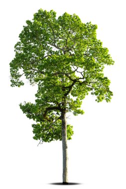 Beyaz arka planda izole ağaçlar, tasarımda, reklamcılıkta ve mimaride kullanılan tropikal ağaçlar.