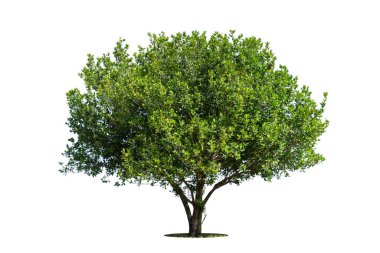 Beyaz arka planda izole ağaçlar, tasarımda, reklamcılıkta ve mimaride kullanılan tropikal ağaçlar.