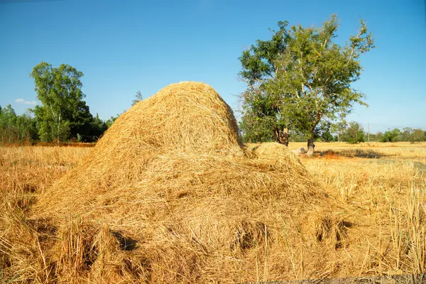 Dry straw, rice straw is collected into a pile to be used as fodder for cattle grazing in a green pasture shortages.