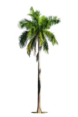 Beyaz arkaplanda izole edilmiş palmiye ağacı