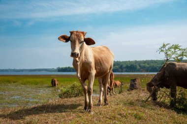 Tarlada duran kahverengi bir buzağı, tarlada duran sevimli genç bir inek..