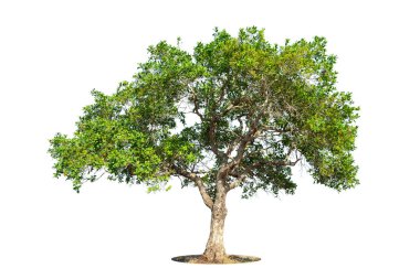 Beyaz arka planda izole ağaçlar, tasarımda, reklamcılıkta ve mimaride kullanılan tropikal ağaçlar.