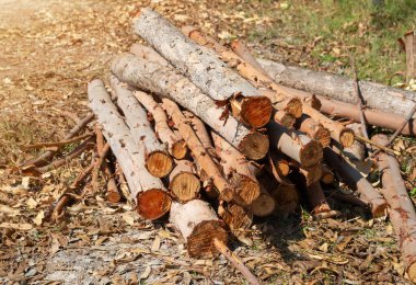 Evi ısıtmak için hazırlanmış odun yığını, kışın ısınmak için toplanmış odun yığını, yığılmış odun yığını ve kış için hazırlanmış odun yığını.