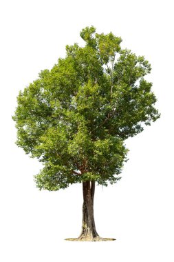 Beyaz arka planda izole ağaçlar, tasarımda, reklamcılıkta ve mimaride kullanılan tropikal ağaçlar.