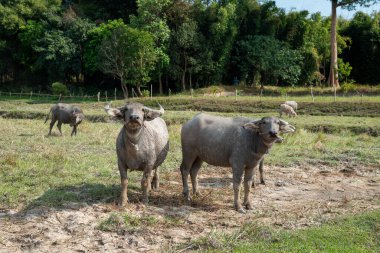 Yeşil bir tarlada duran bufalo, kameraya bakıyor kırsal alandaki siyah bufalo.. 