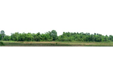 Yüksek çözünürlüklü ağaç hattının görüntüsü beyaz arkaplanda izole edilmiş