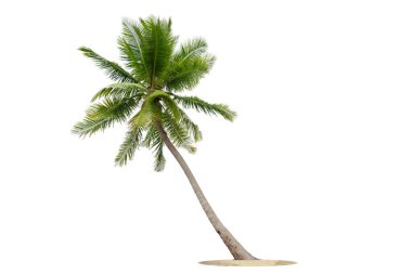  Denizde esen hindistan cevizi ağaçları beyaz arka planda izole edilmiş, yazları kumsal hindistan cevizi ağacı., 