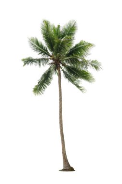  Denizde esen hindistan cevizi ağaçları beyaz arka planda izole edilmiş, yazları kumsal hindistan cevizi ağacı., 