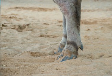 Yaklaş, Tayland 'da bufalo bacağı, bufalo bacağı, su bufalosu vücudu, çiftçi yaşam makinesi. Orijinal tarım kullanımı Tayland 'da