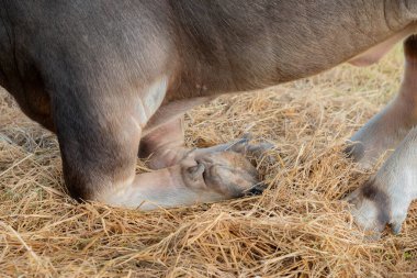 Yaklaş, Tayland 'da bufalo bacağı, bufalo bacağı, su bufalosu vücudu, çiftçi yaşam makinesi. Orijinal tarım kullanımı Tayland 'da