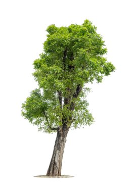Beyaz arka planda izole ağaçlar, tasarımda, reklamcılıkta ve mimaride kullanılan tropikal ağaçlar.